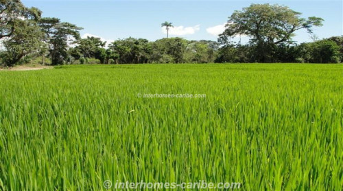 photos for LA VEGA: PRODUCING RICE FARM